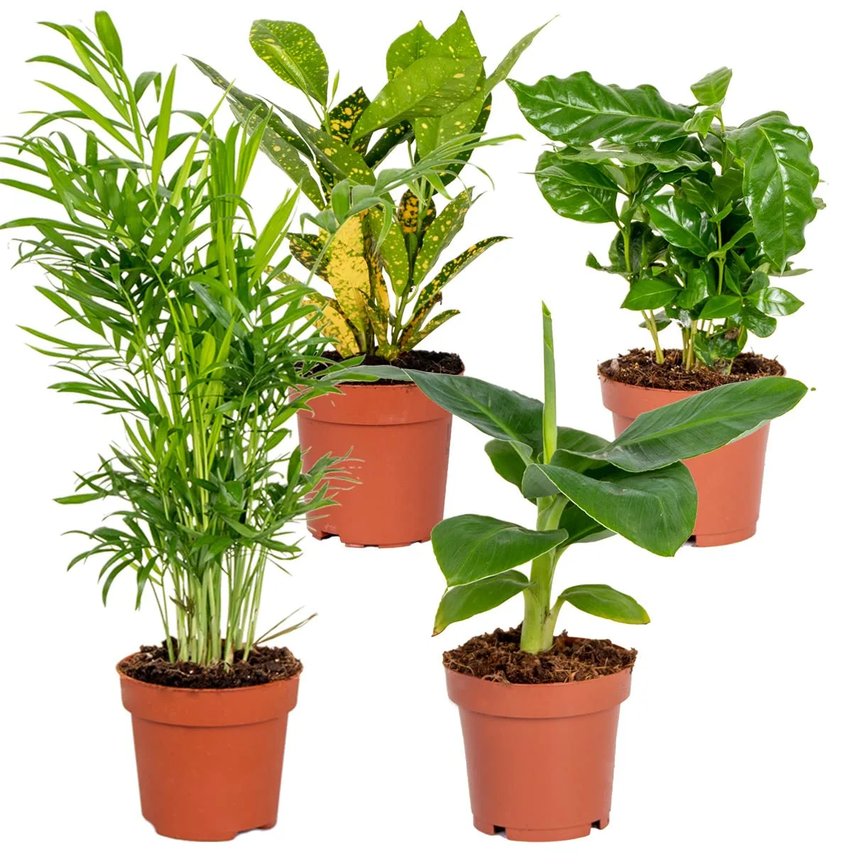 Bloomique Mélange de plantes tropicales