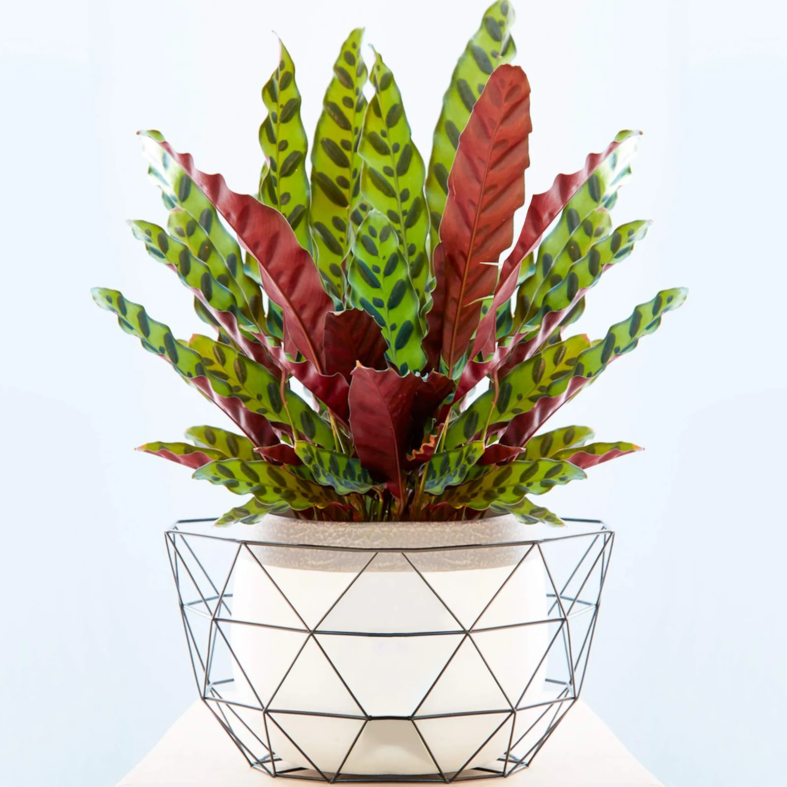 Calathea Insignis