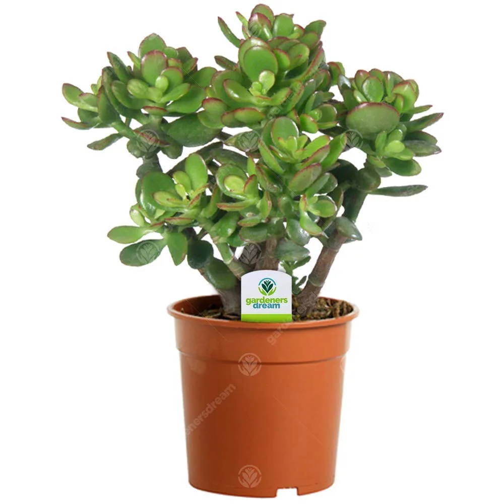 Crassula Ovata Arbre de Jade