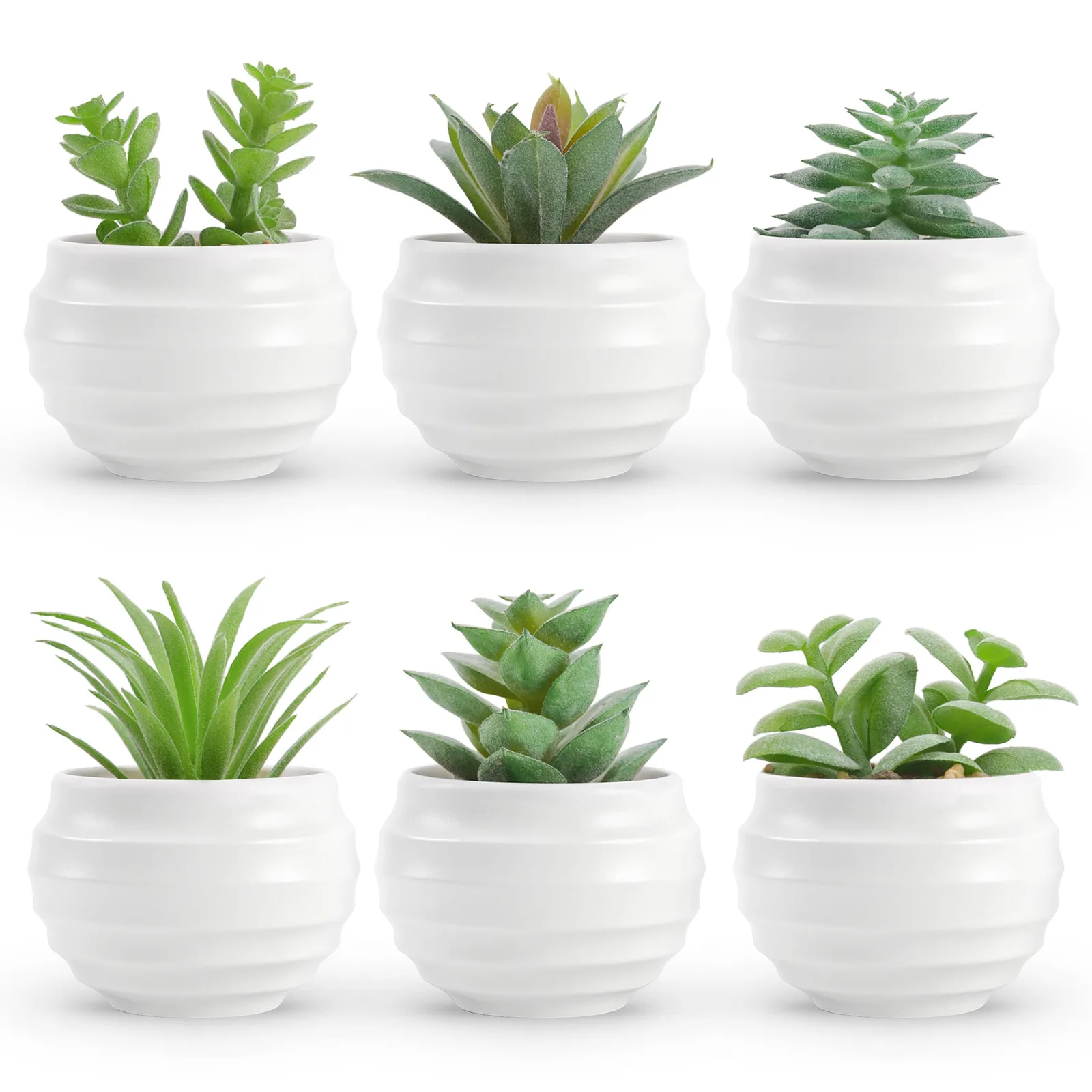 Der Rose Plantes succulentes
