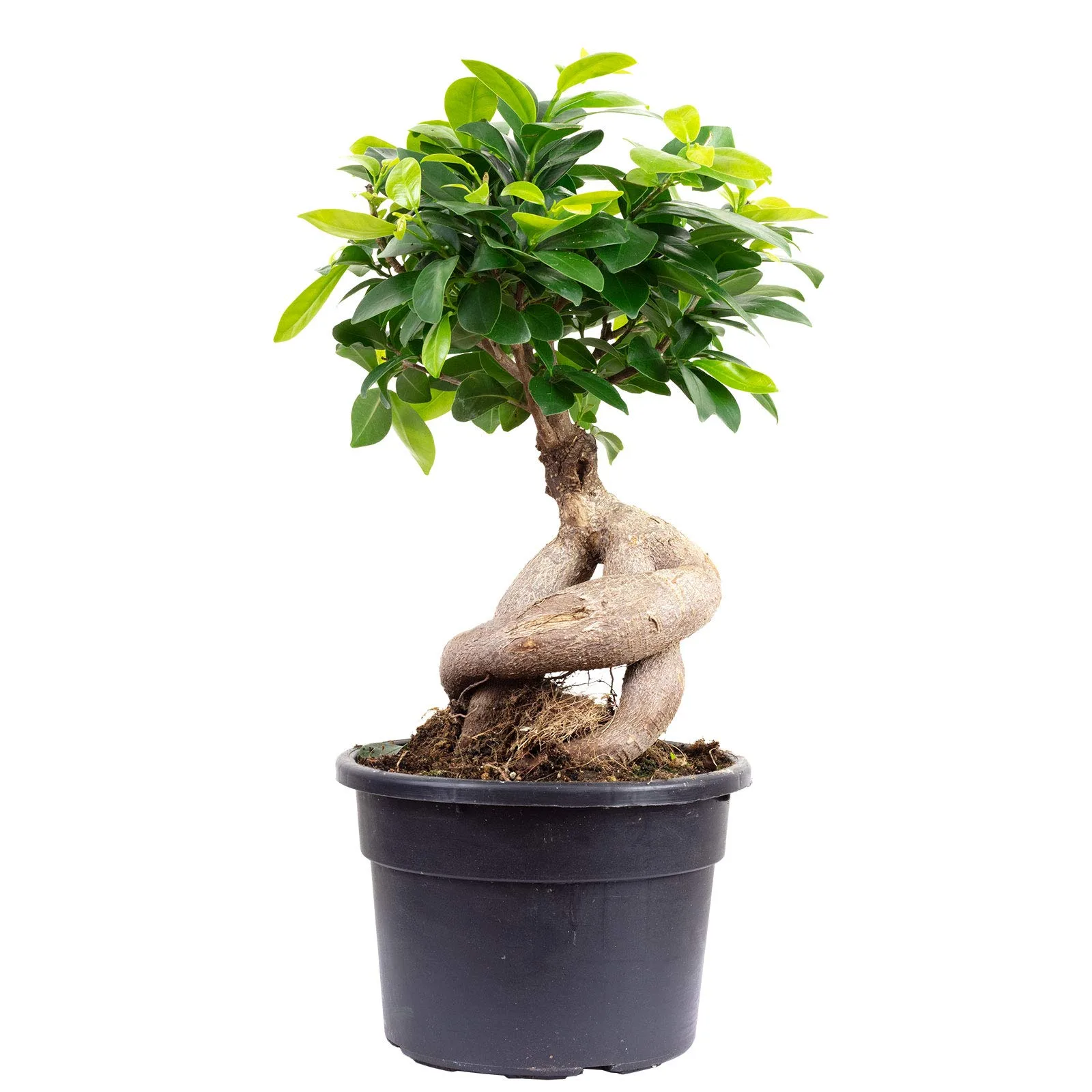 Ficus Ginseng