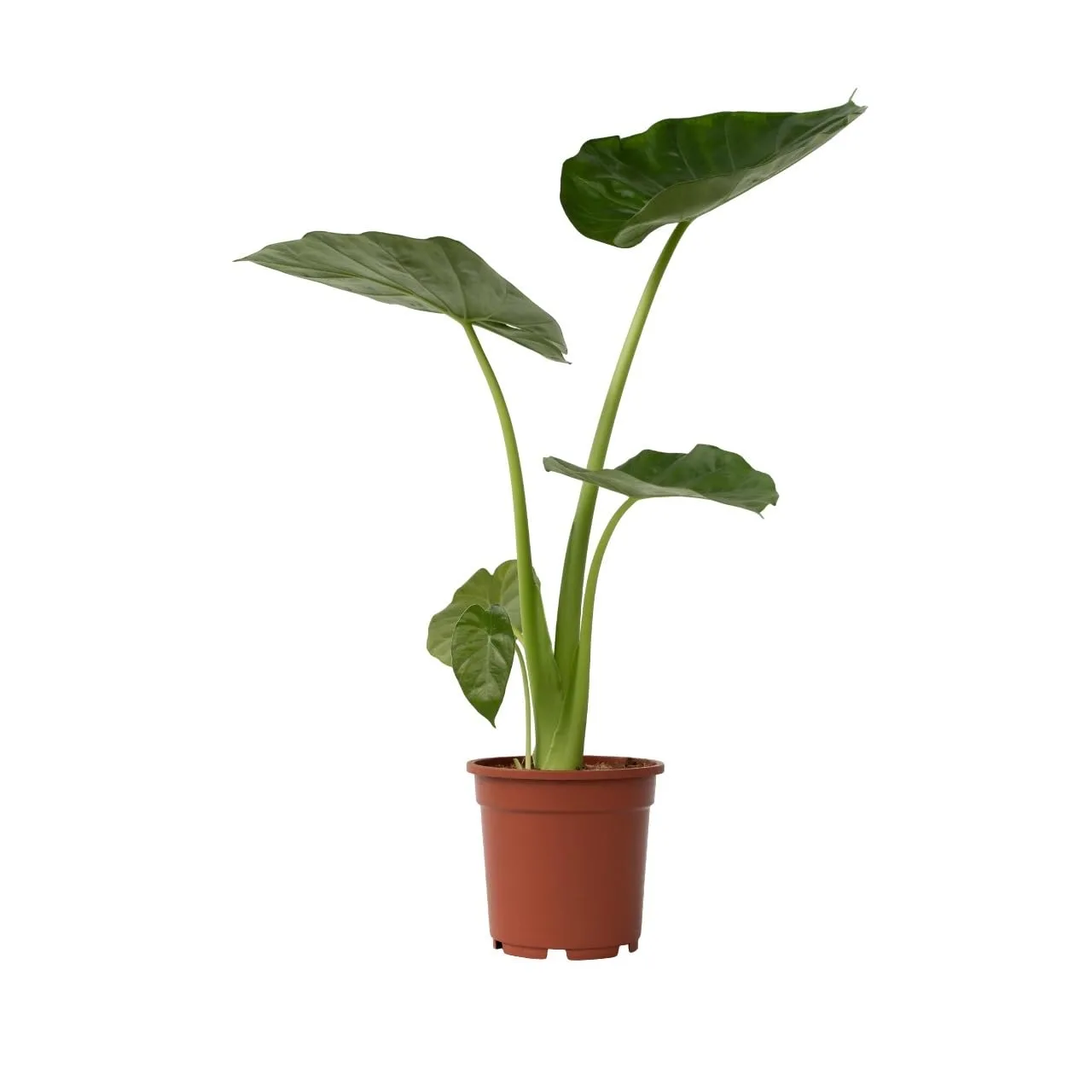 Plant in a Box Alocasia Macrorrhiza