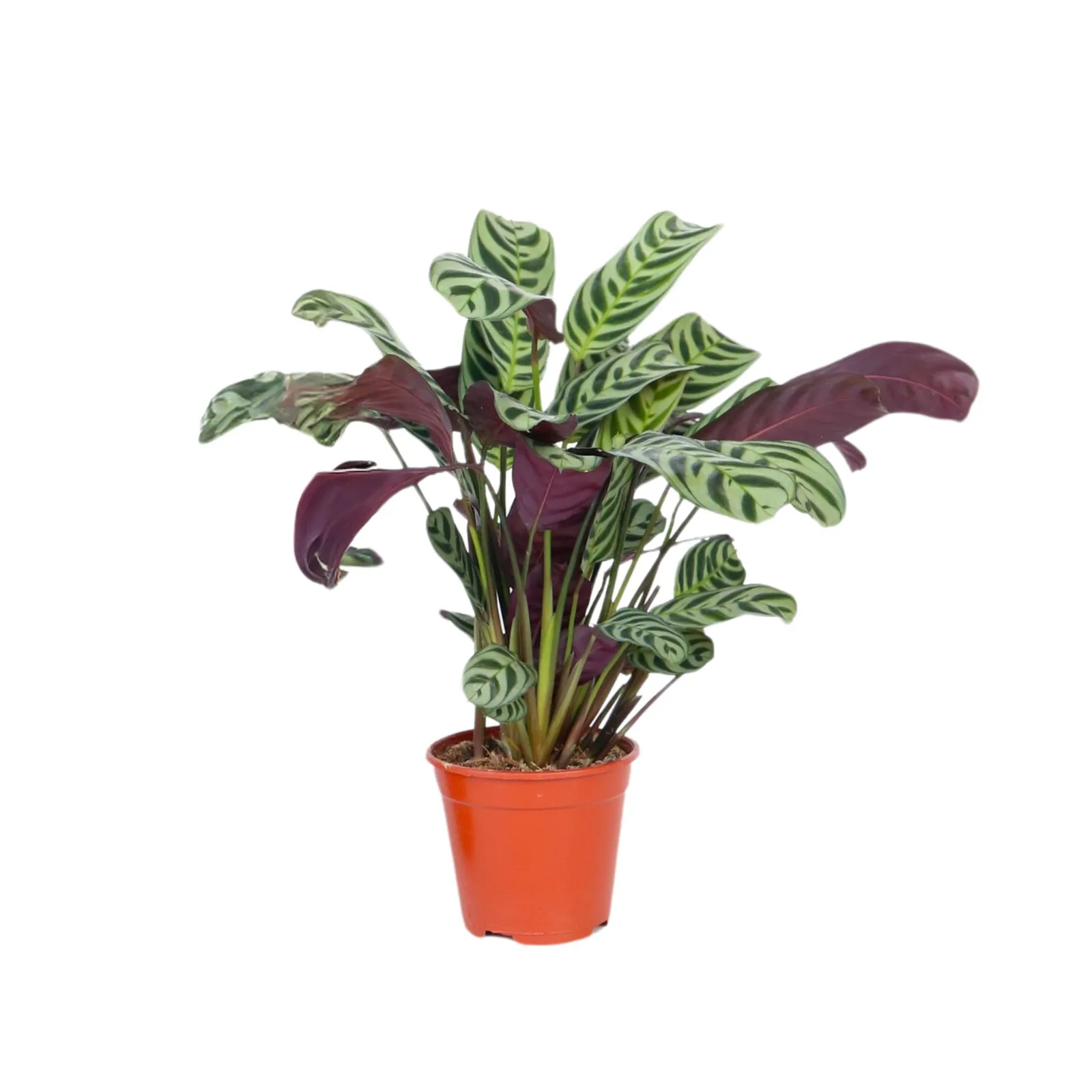 Plant in a Box Ctenanthe Marante