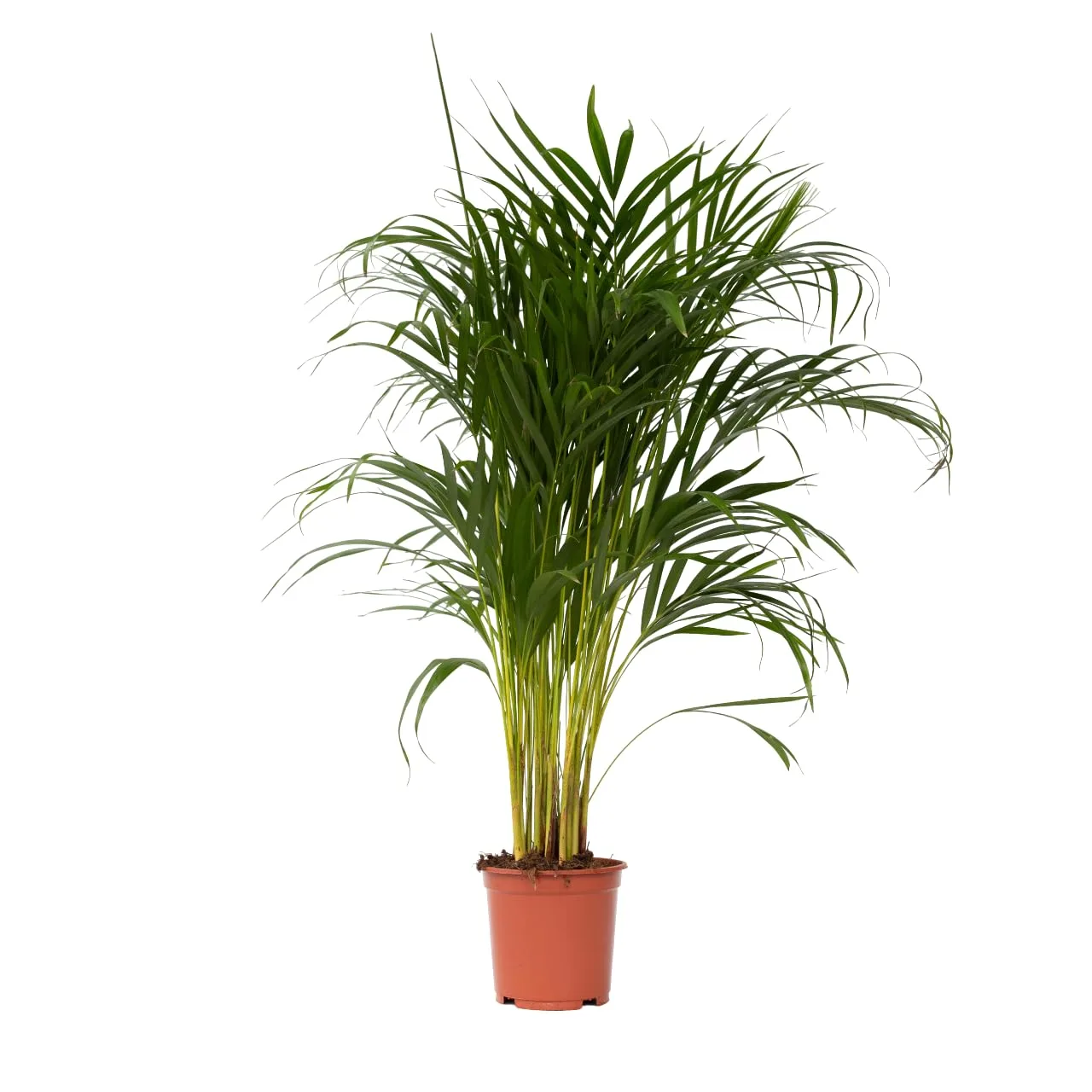 Plant in a Box Dypsis Lutescens