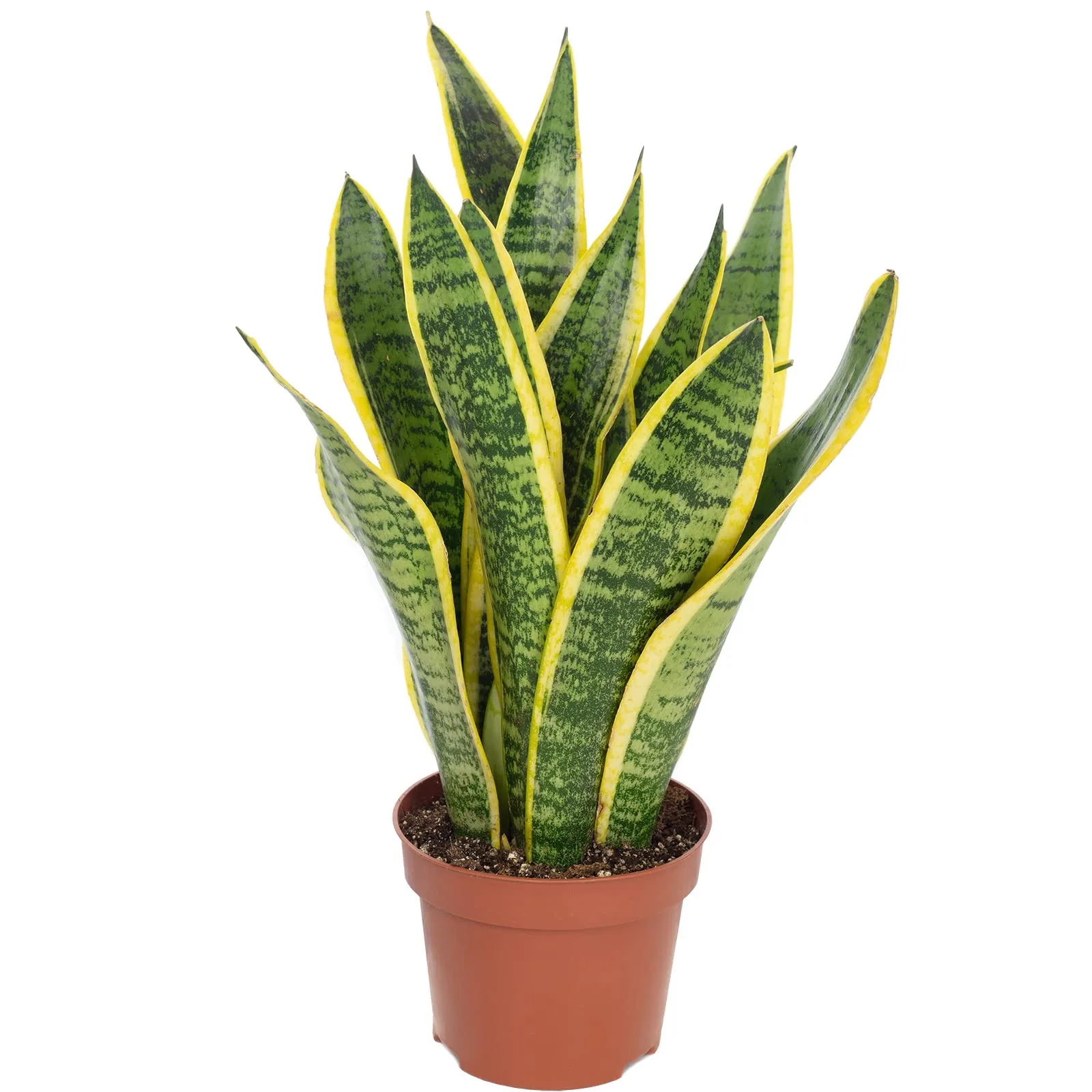 Sansevieria trifasciata Laurentii